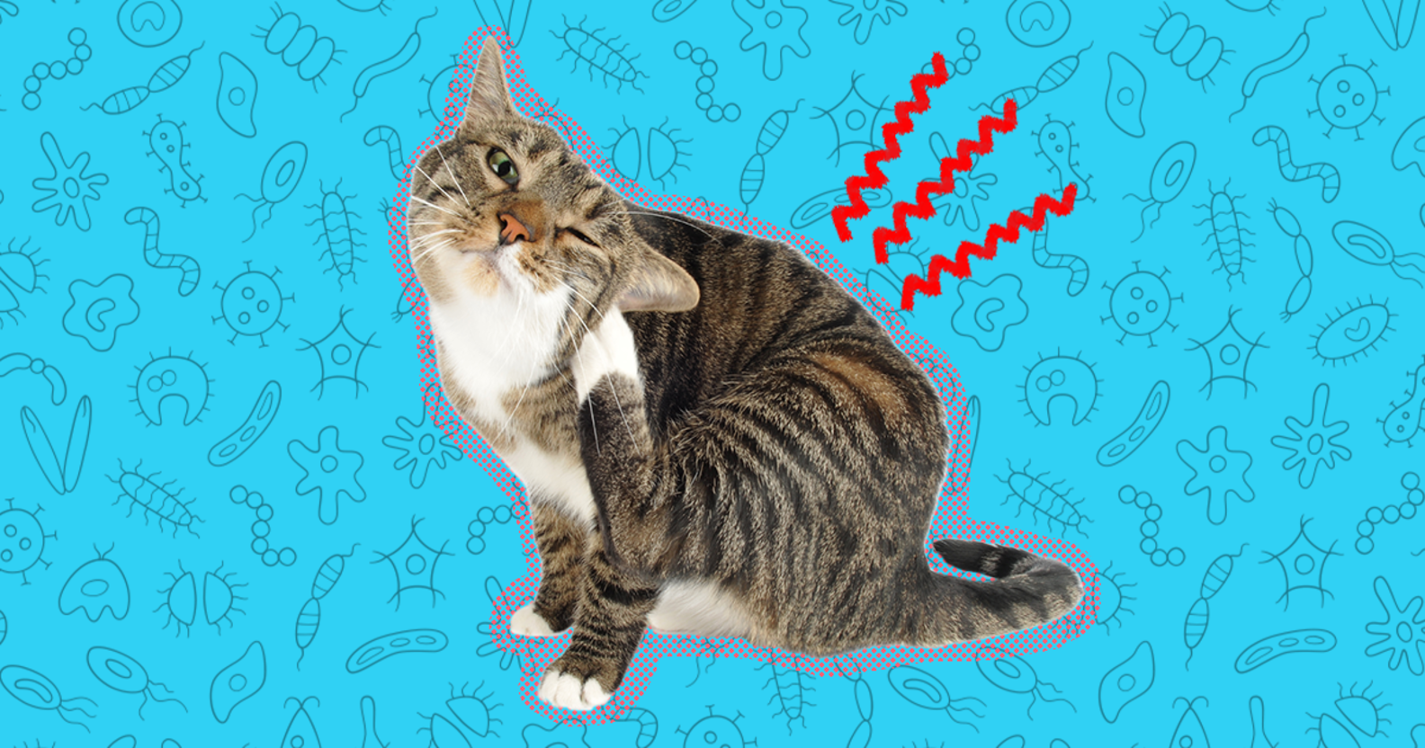 What’s Mange In Cats, And How Do You Get Rid Of It? DodoWell The Dodo