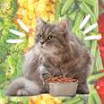 cat diets