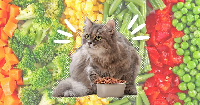 Best diet for store cats