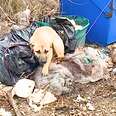 stray dog sitting near garbage