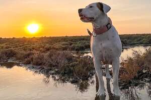 white pit bull in a lake with sunset behind him