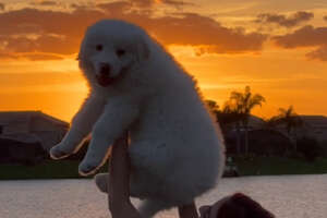 white dog being lifted up with a sunset in the background