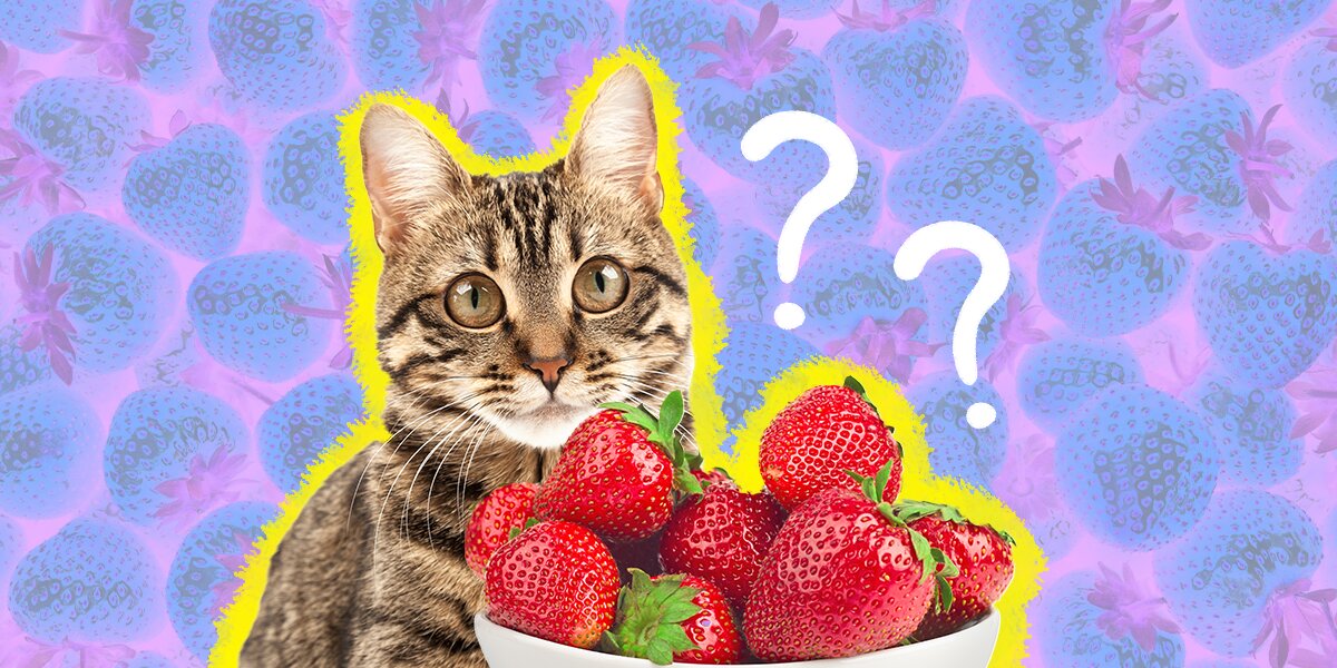 Can Cats Eat Strawberries And How Much Is Safe DodoWell The Dodo