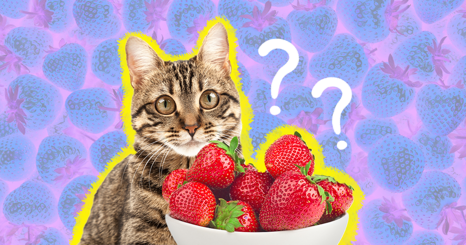 Can Cats Eat Strawberries? And How Much Is Safe? DodoWell The Dodo