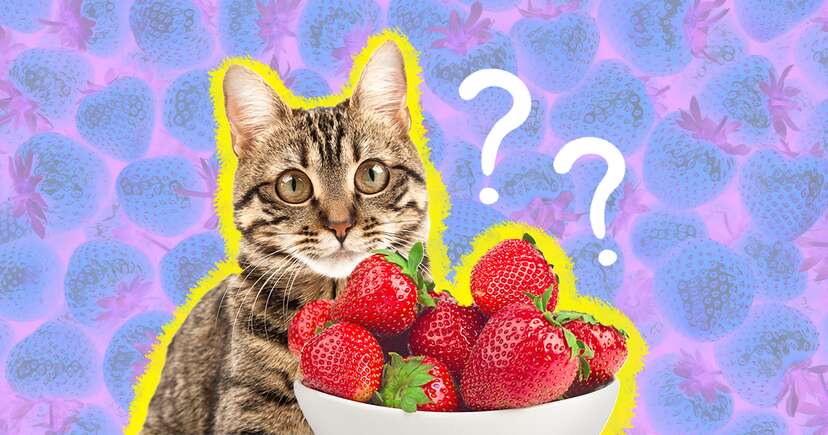 Are strawberries okay for cats best sale