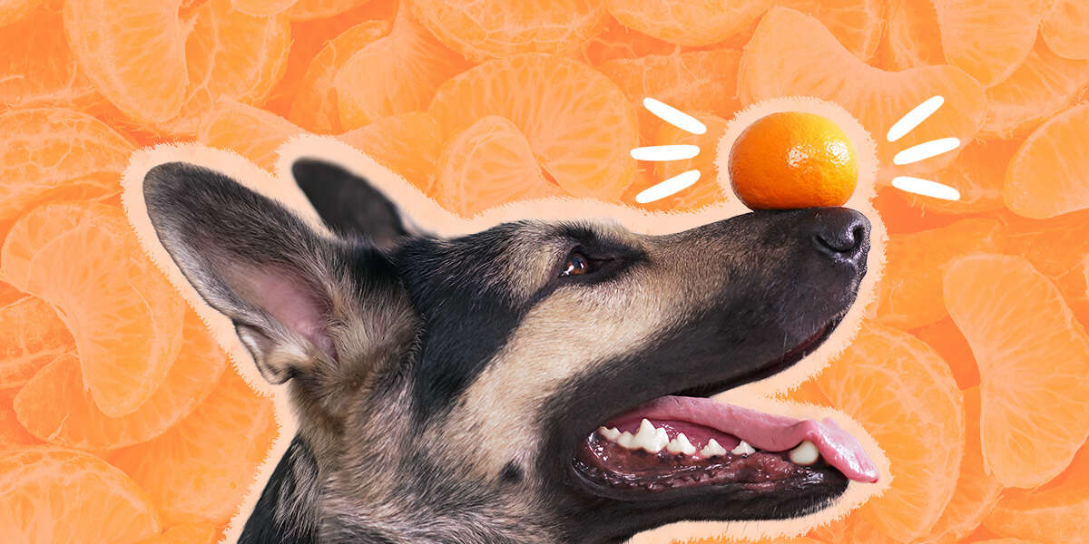 Can Dogs Eat Tangerines? And How Much Is Safe? DodoWell The Dodo
