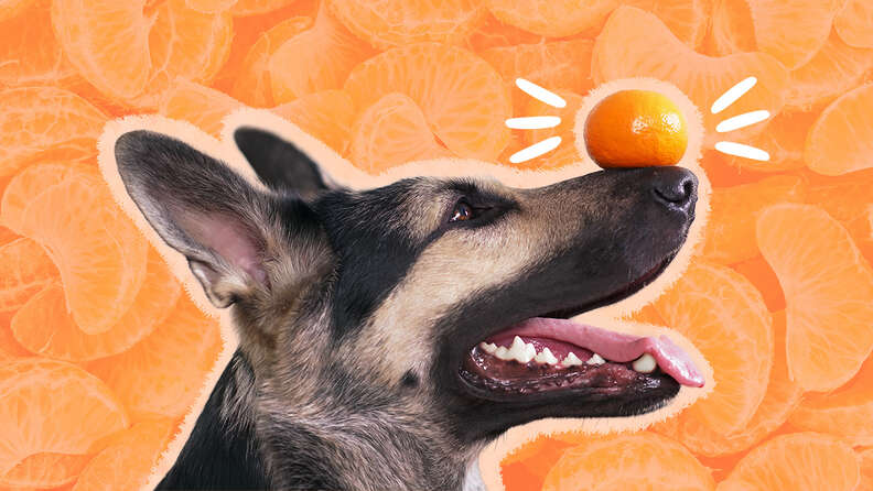 Can puppies hotsell eat oranges