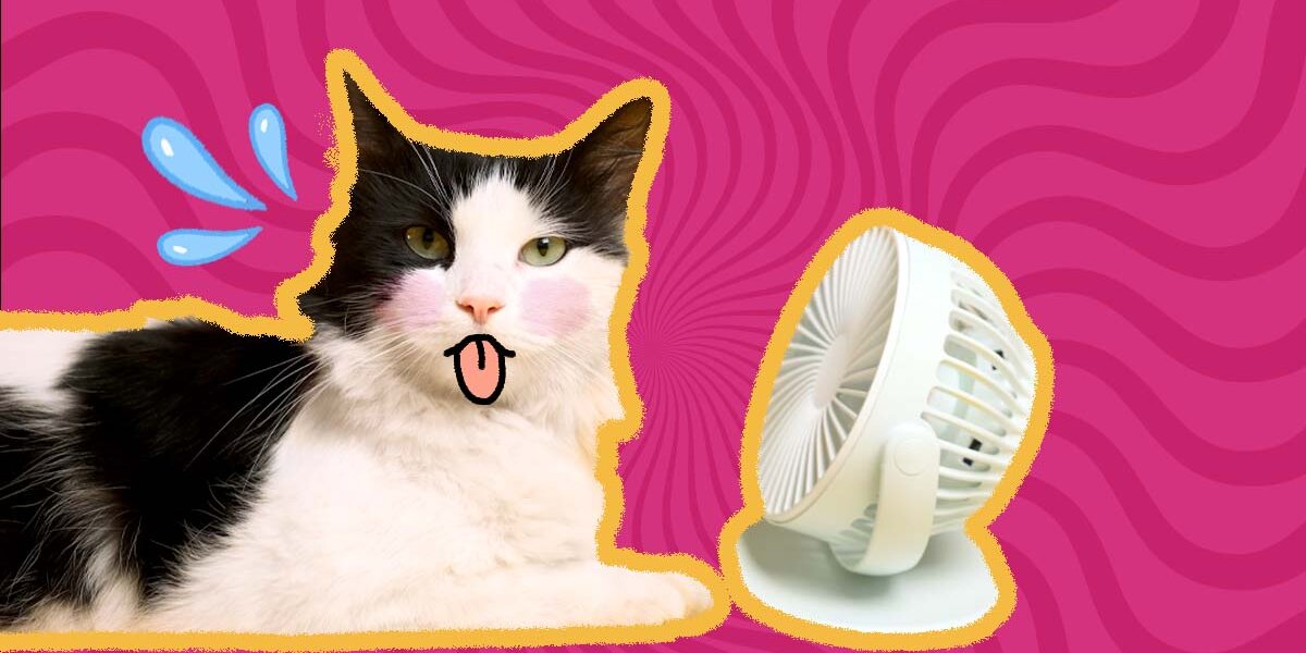 Sweaty cat paws hotsell