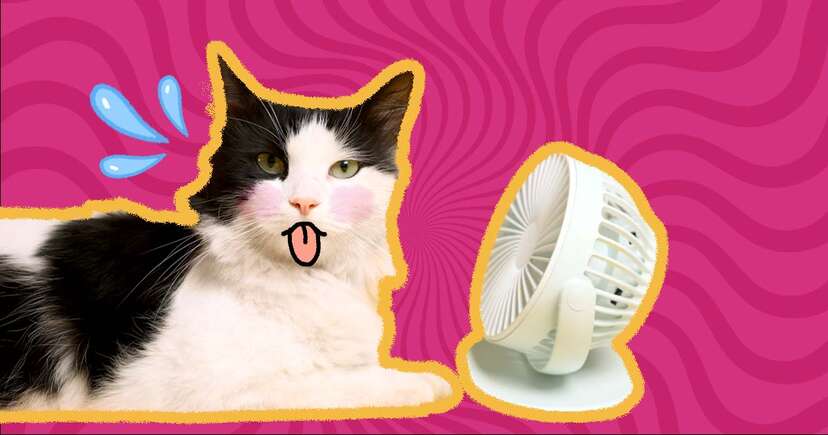 Do Cats Sweat? A Vet Explains - DodoWell - The Dodo Do Cats Sweat? A Vet Explains - DodoWell - The Dodo