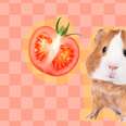 can guinea pigs eat tomatoes