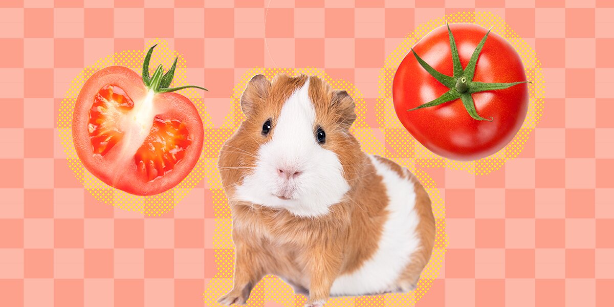 Can guinea pigs 2025 eat grape tomatoes