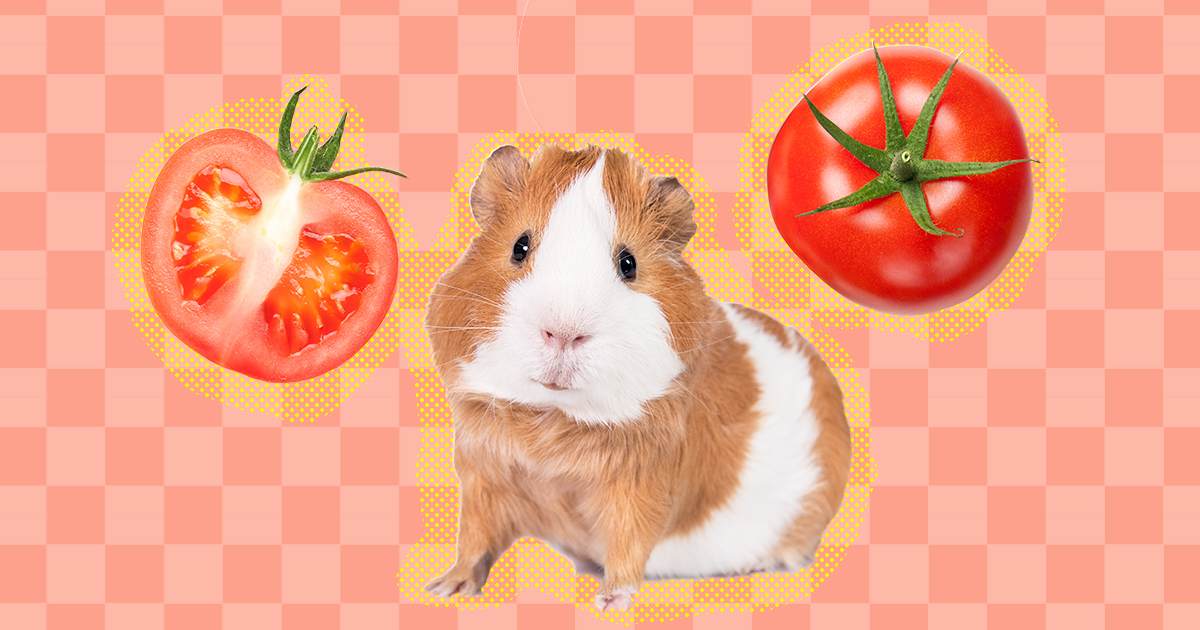 Guinea pigs 2025 and tomatoes