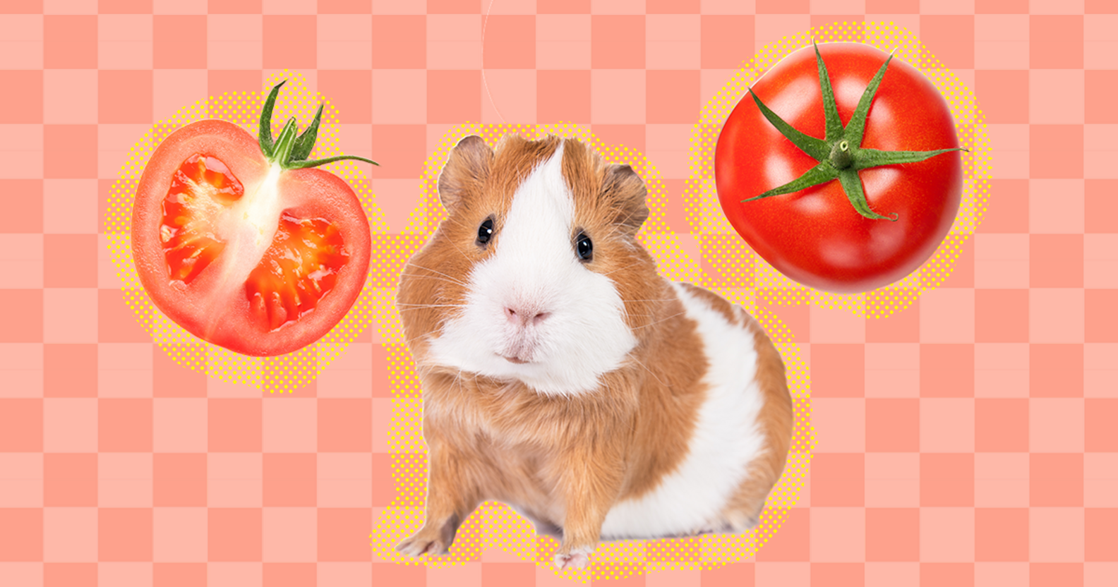 Can Guinea Pigs Eat Tomatoes Safely? DodoWell The Dodo