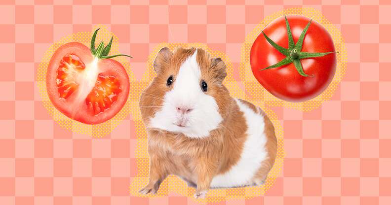 Can guinea clearance pigs eat cherries