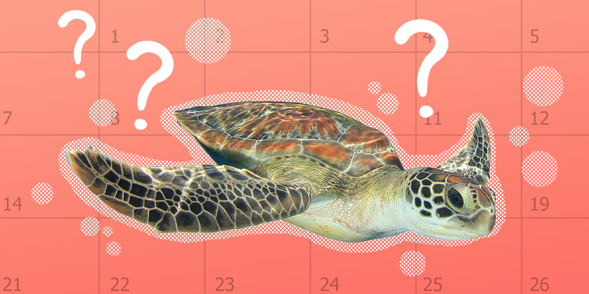 How Long Do Turtles Live? (And How To Keep Yours Healthy And Happy