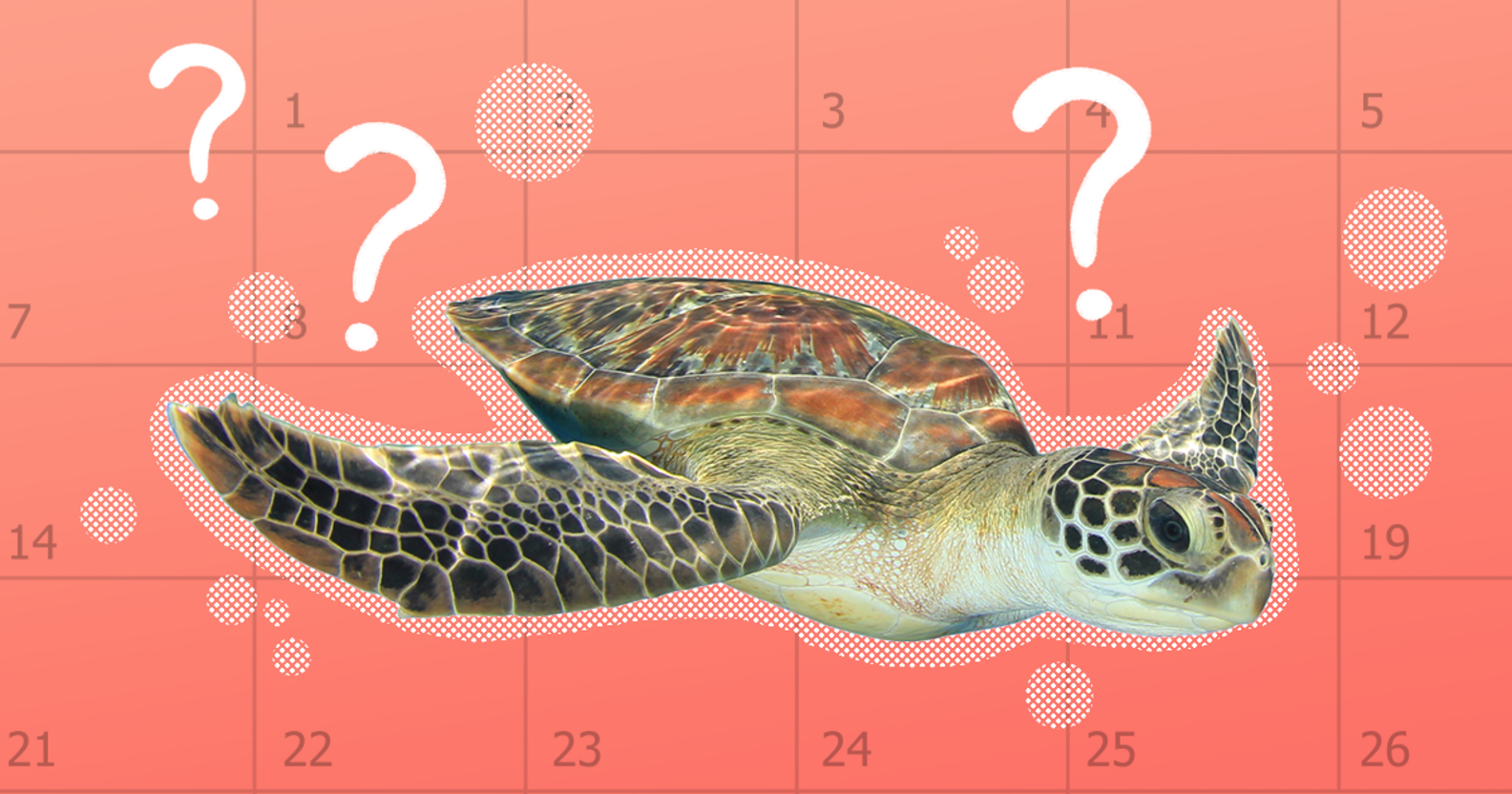 How Long Do Turtles Live? (And How To Keep Yours Healthy And Happy