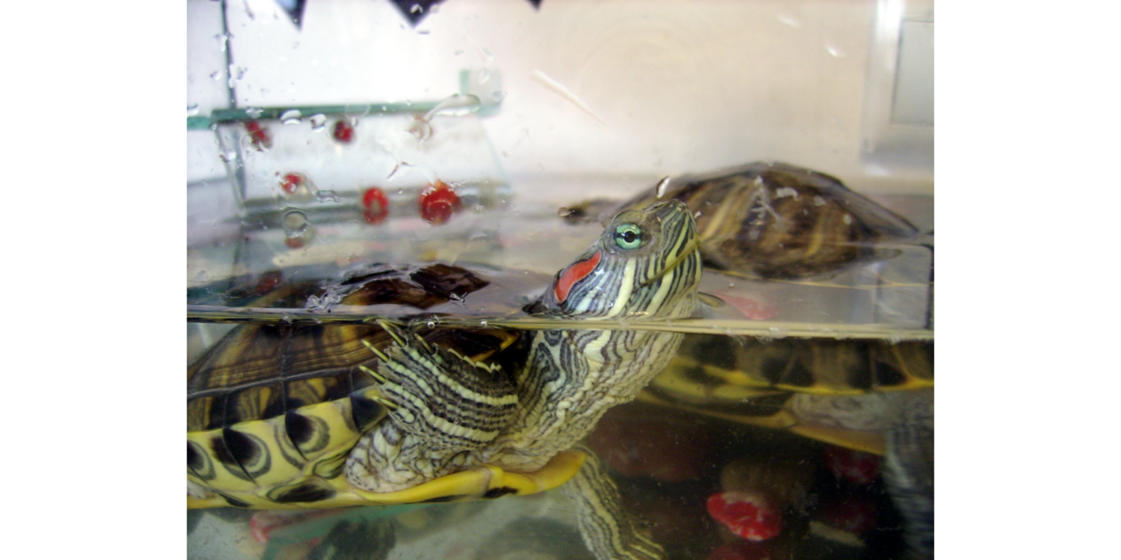 How Long Do Turtles Live? (And How To Keep Yours Healthy And Happy