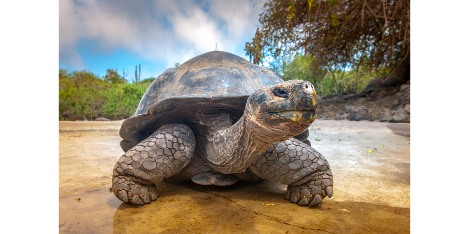 How Long Do Turtles Live? (And How To Keep Yours Healthy And Happy