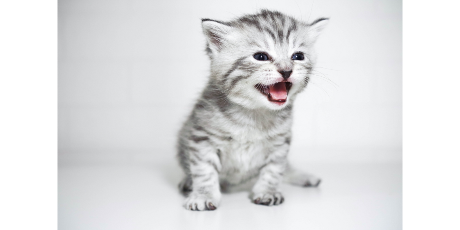 Here’s Why Your Kitten Is Meowing So Much (And How To Get Her To Stop