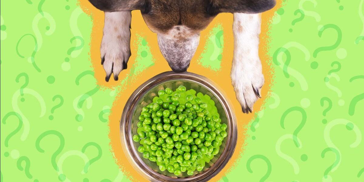 Peas safe for outlet dogs