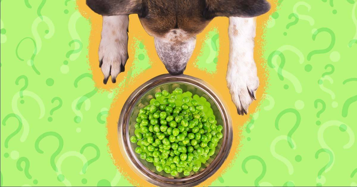 Peas in dog 2025 food good or bad