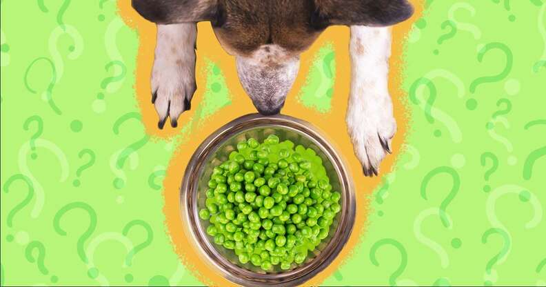 can you give dogs frozen peas