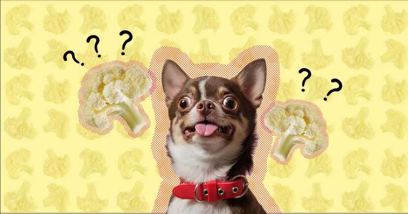 Cauliflower ok for clearance dogs
