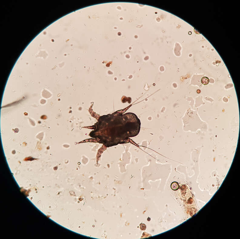 does a ear mite in dogs look like