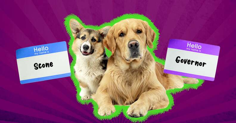 Pet deals dog names