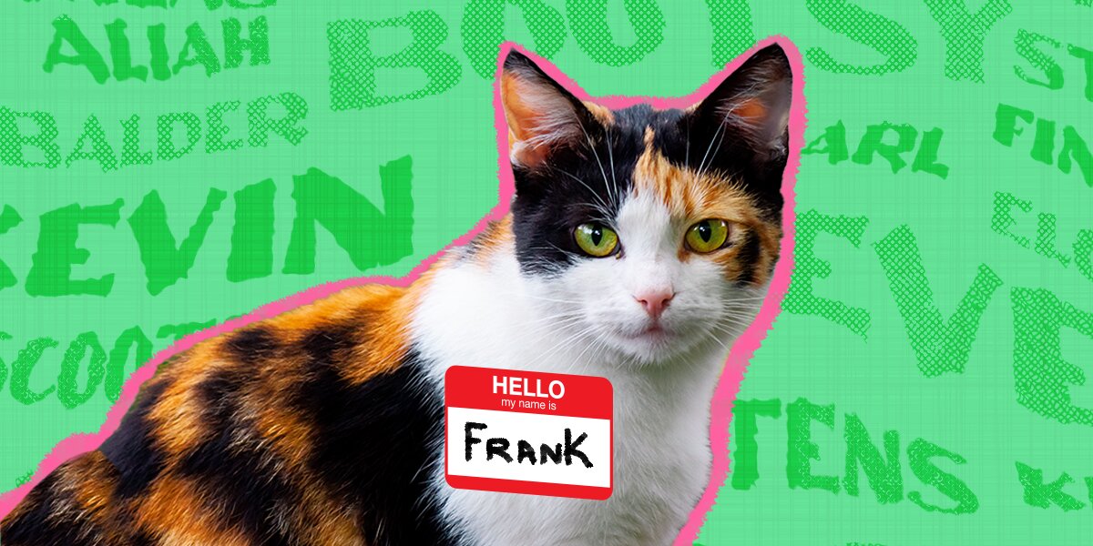 100+ Calico Cat Names For Every Personality - DodoWell - The Dodo