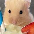 hamster in front of a iced drink with a straw