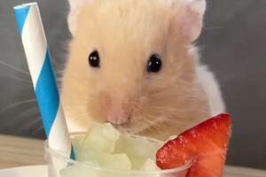 hamster in front of a iced drink with a straw