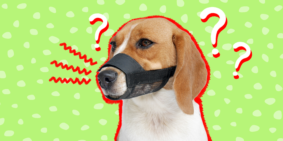 how long can a muzzle stay on a dog