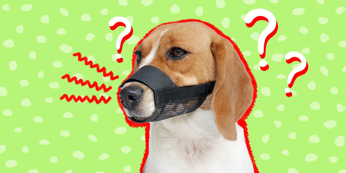 Can you put a muzzle on a puppy best sale