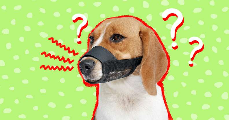 Dog Muzzles When You Need One And How To Use Them Humanely DodoWell The Dodo