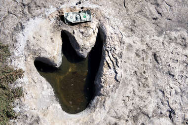 Lure coursing  Glen Footprints