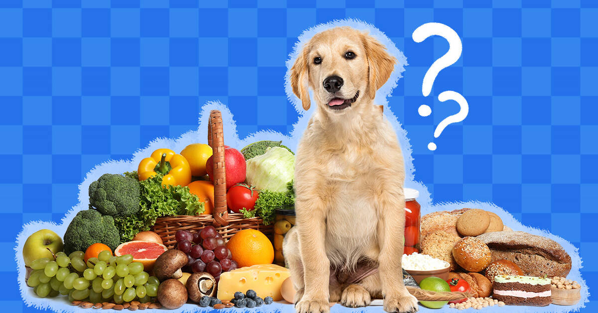 What should dogs not 2024 eat