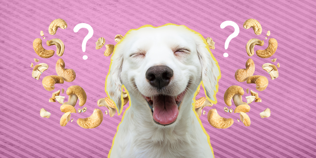 Can Dogs Eat Cashews? And What Amount Is Safe? DodoWell The Dodo