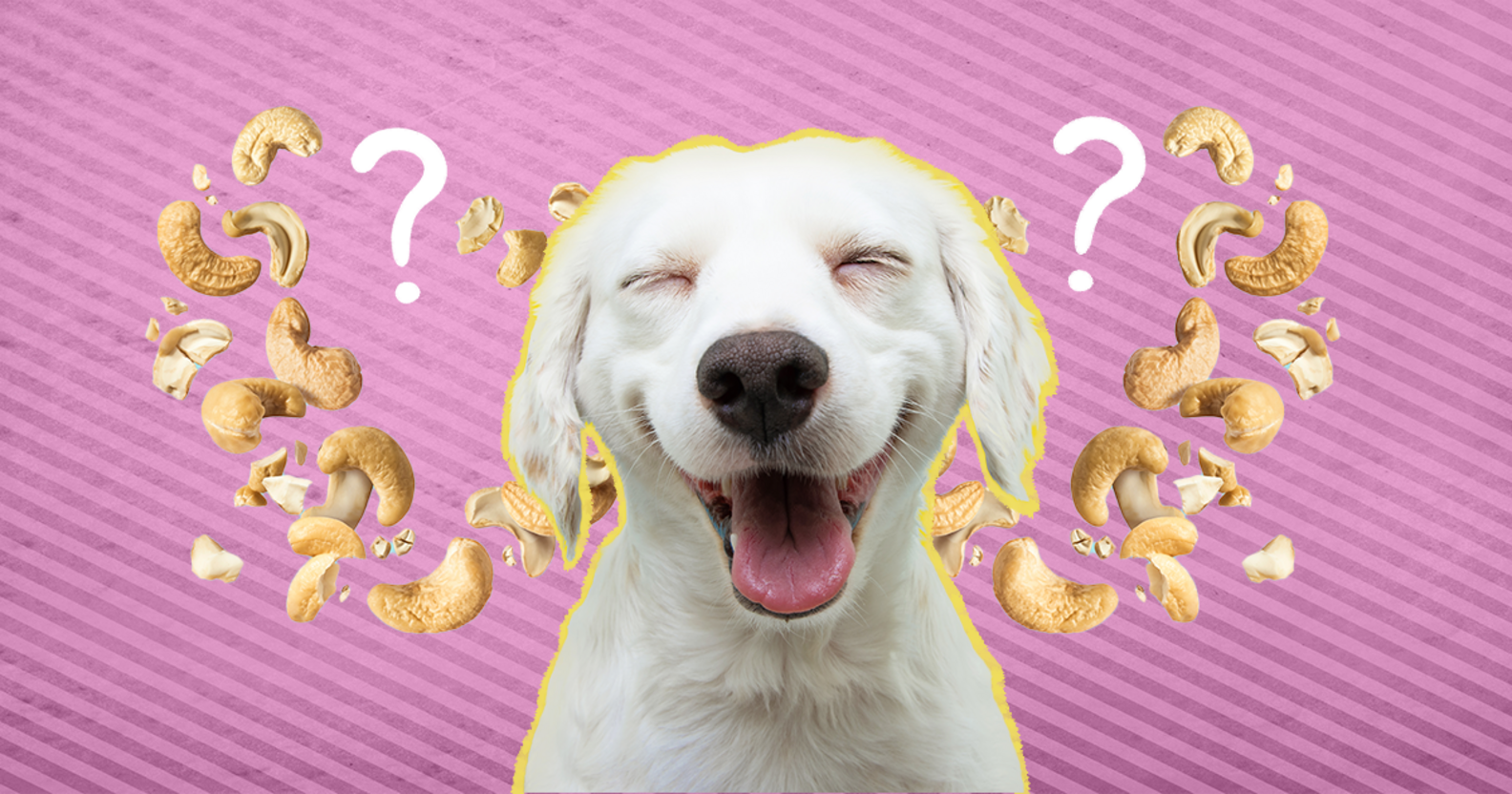 Can Dogs Eat Cashews? And What Amount Is Safe? DodoWell The Dodo