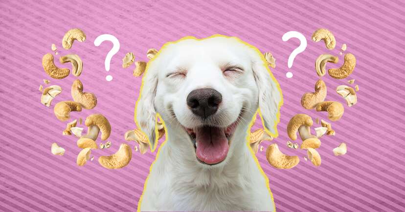 Are cashews hot sale safe for dogs