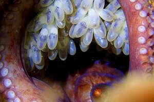 octopus eggs in a cave