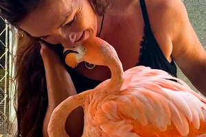 woman and pink flamingo