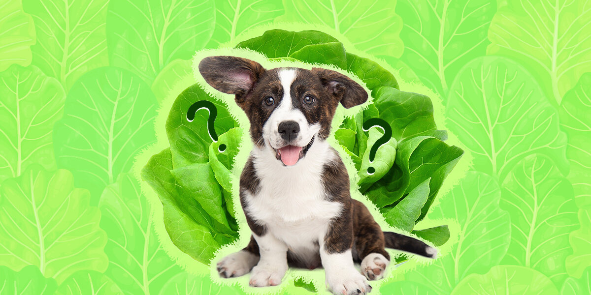 Is salad sales bad for dogs