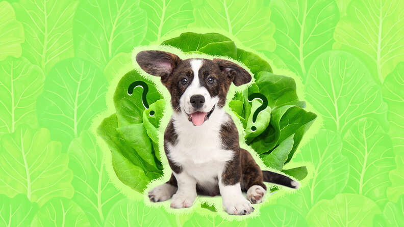 Can puppies hotsell eat lettuce