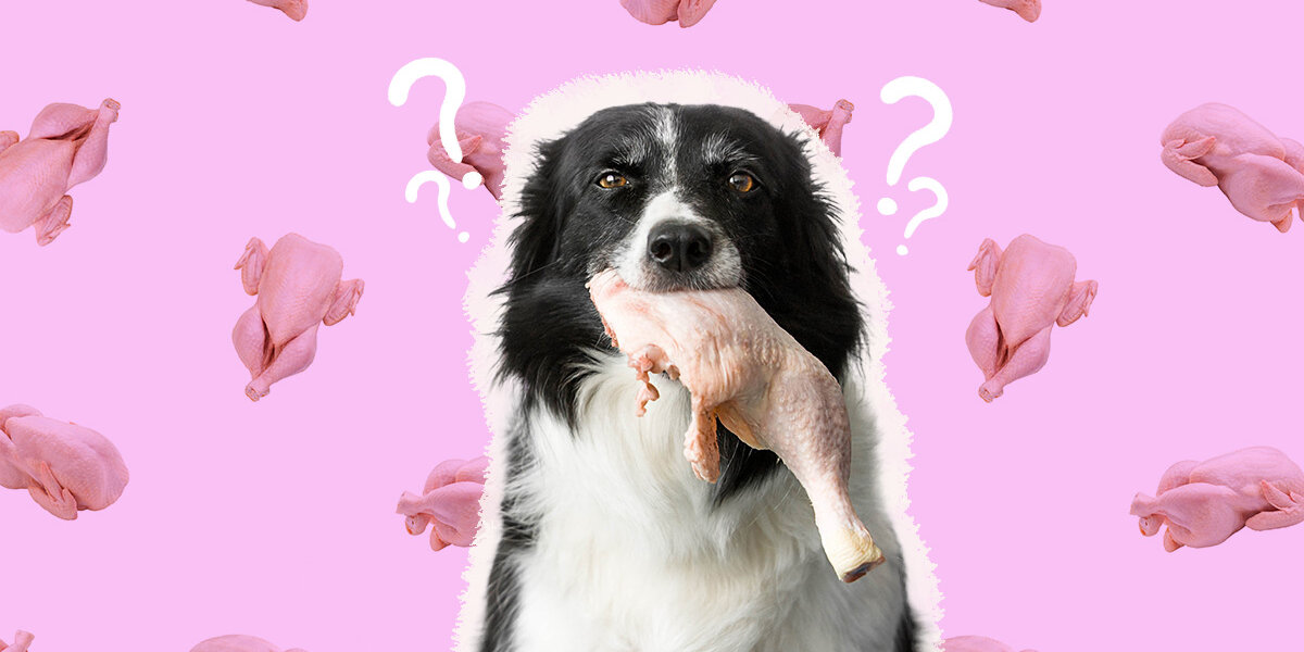 is it safe to feed raw chicken to dogs