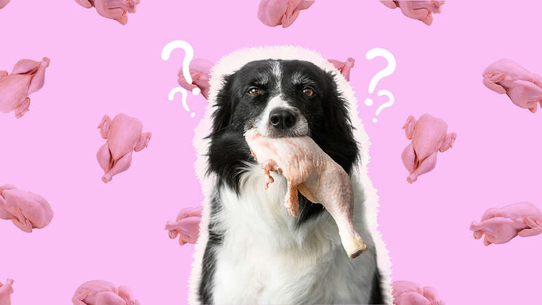 How much raw chicken can a dog eat online
