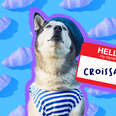 Dog with striped sweater and a Croissant name tag