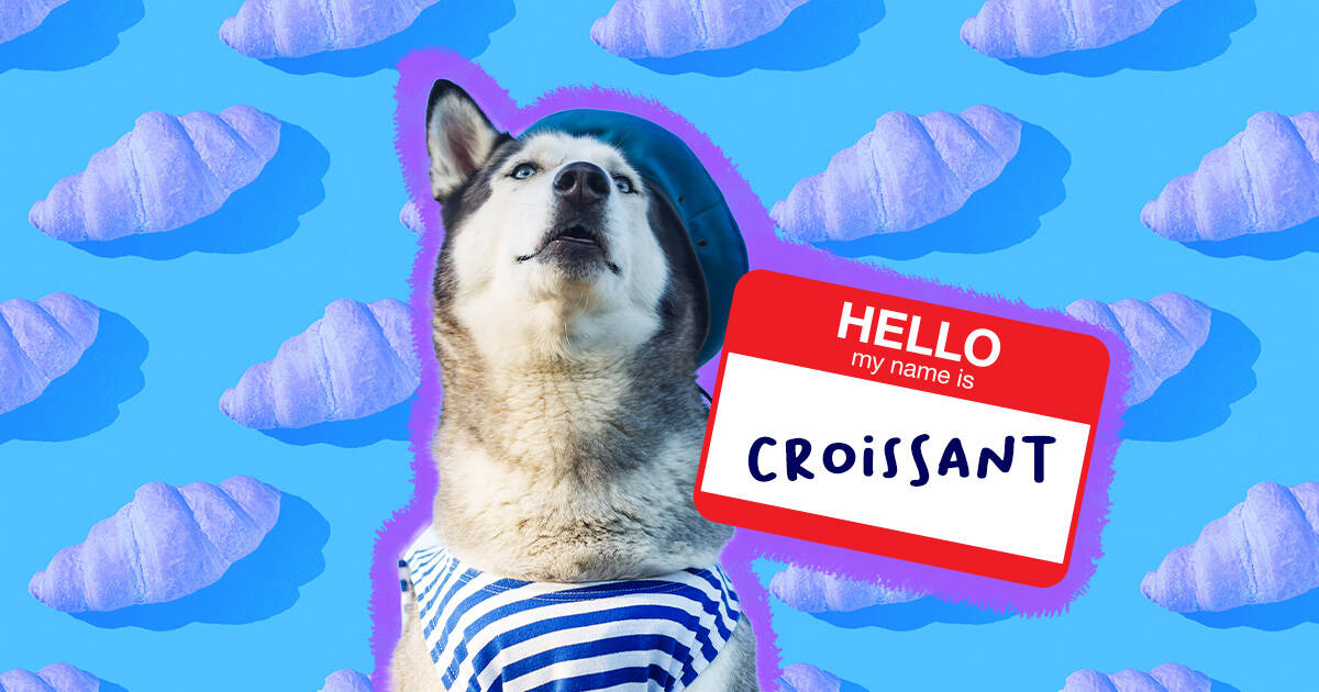 100+ French Dog Names That Are Magnifique - DodoWell - The Dodo