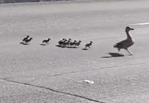 A Mother duck and her babies cross the road.