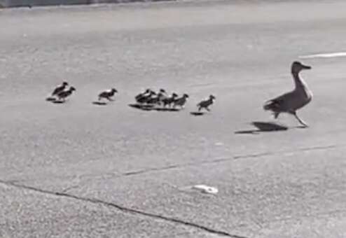 ducklings following mother